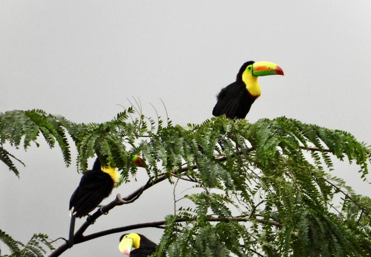 אל סאינו The Valley Tayrona Hostel- A Social Jungle Hostel מראה חיצוני תמונה