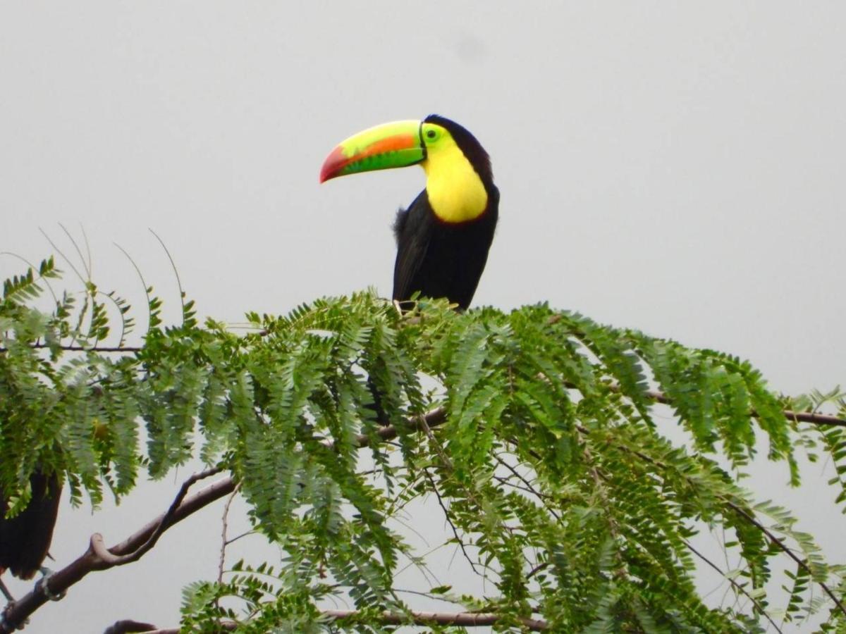 אל סאינו The Valley Tayrona Hostel- A Social Jungle Hostel מראה חיצוני תמונה