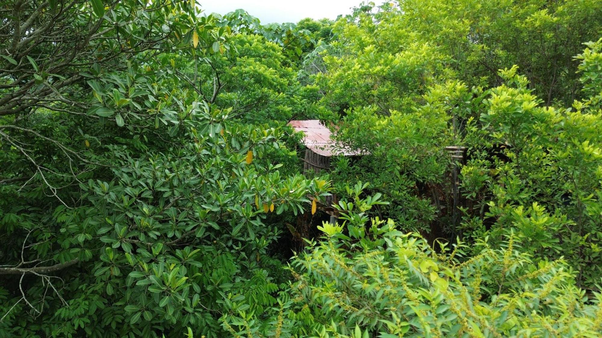 אל סאינו The Valley Tayrona Hostel- A Social Jungle Hostel מראה חיצוני תמונה