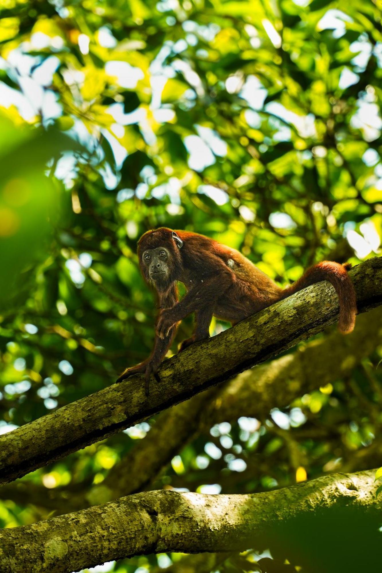 אל סאינו The Valley Tayrona Hostel- A Social Jungle Hostel מראה חיצוני תמונה